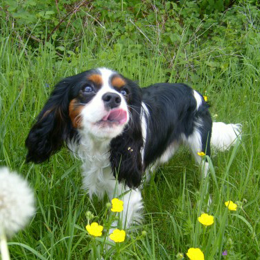 Chiot cavalier King Charles