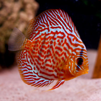 Discus