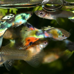 Guppy en aquarium