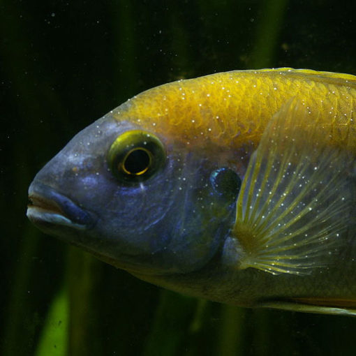 Cichlidé infecté par Ichthyophthirius multifiliis