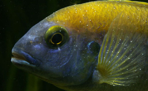 Cichlidé infecté par Ichthyophthirius multifiliis