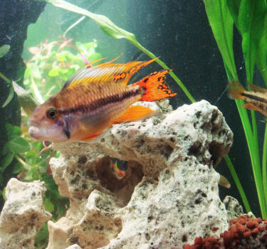 Poissons exotiques