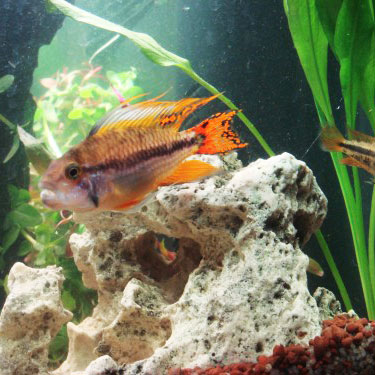 Poissons exotiques