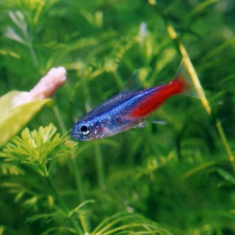 Poisson Neon en aquarium