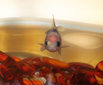 Poisson rouge