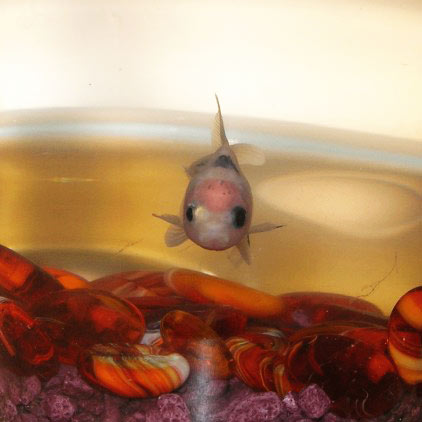 Poisson rouge