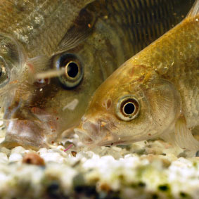 Poissons qui mangent