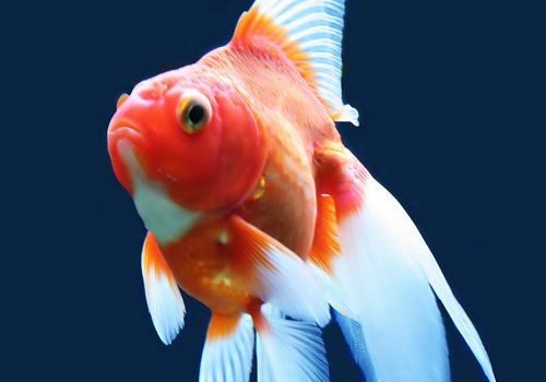 Poisson rouge
