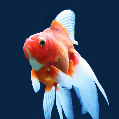 Poisson rouge