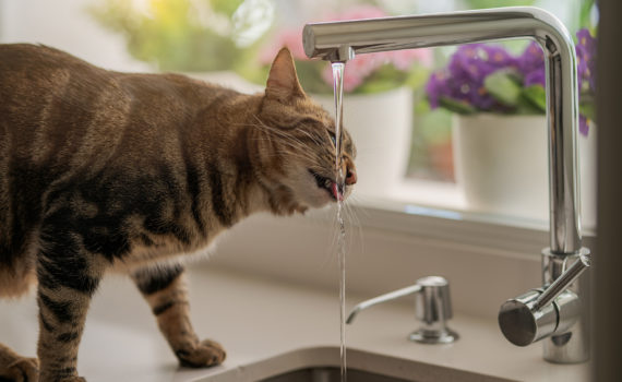 L’insuffisance rénale chez le chat