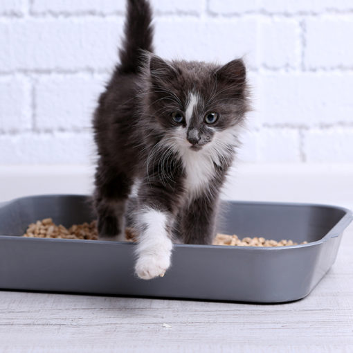 La propreté du chat