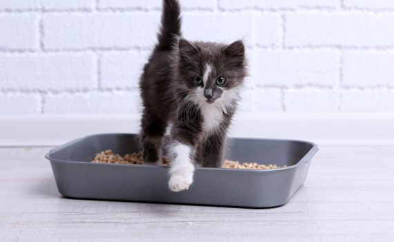La propreté du chat