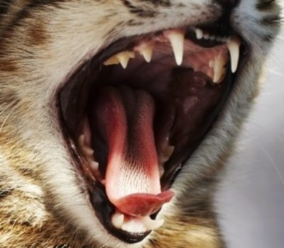 le tartre chez le chat