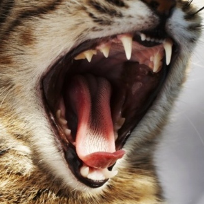 le tartre chez le chat