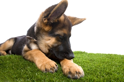 chien qui se mordille la patte