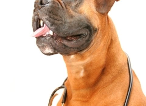 Boxer avec un stéthoscope autour du cou