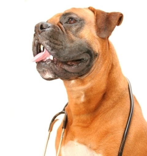 Boxer avec un stéthoscope autour du cou