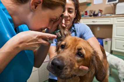 Examen à l'otoscope du conduit auditif d'un chien