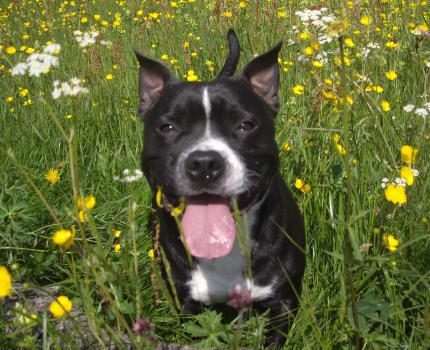 Le chien a besoin d'activités