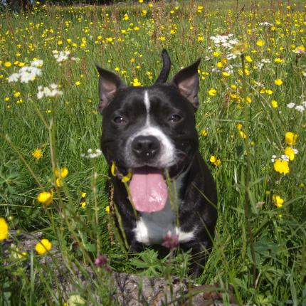Le chien a besoin d'activités