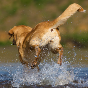 Chien qui court dans l'eau