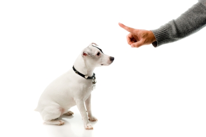 Jack Russel répondant à l'ordre