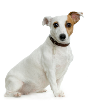 le chien doit respecter les règles