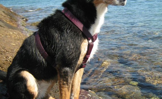 Les chiens seniors ont besoin d'une alimentation spécifique