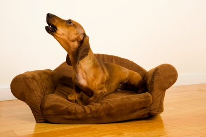 Teckel sur un sofa qui hurle