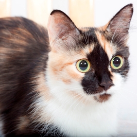 Surveillez le comportement de votre chatte
