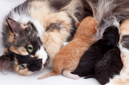 La chatte est ses chatons