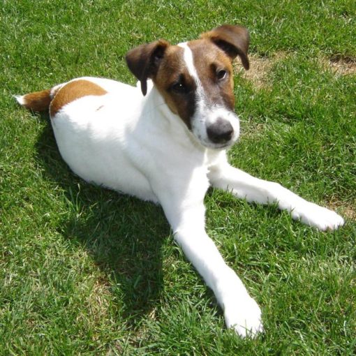 Le Fox Terrier