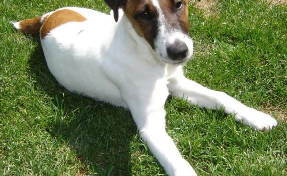 Le Fox Terrier