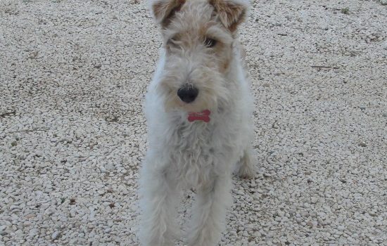 Le Fox Terrier à poil dur