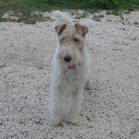 Le Fox Terrier à poil dur