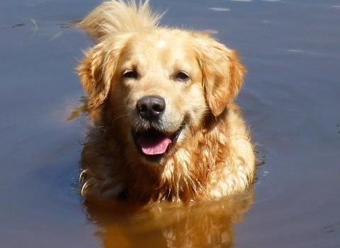 Le Golden Retriever