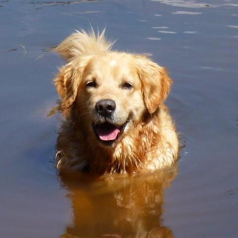 Le Golden Retriever