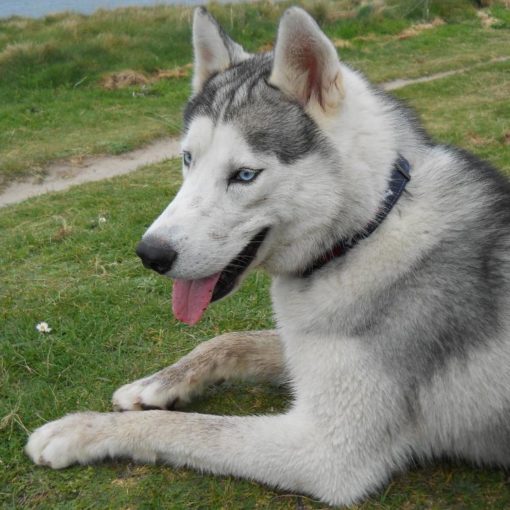 Le Husky