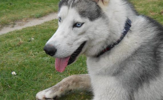 Le Husky