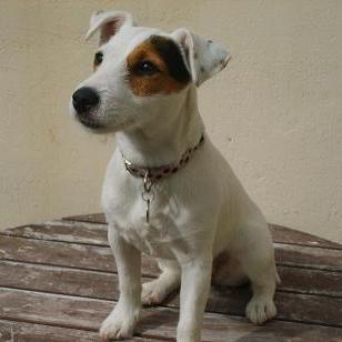 Le Jack Russel