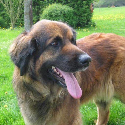 Le Leonberg