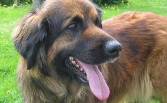Le Leonberg