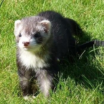 Les besoins nutritionnels du furet