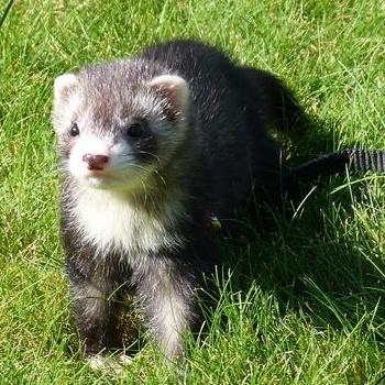 Les besoins nutritionnels du furet