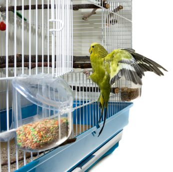 Choississez l'emplacement de la cage pour votre oiseau