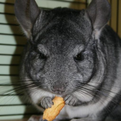 Alimentation du chinchilla en pratique.