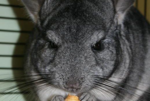 Alimentation du chinchilla en pratique.