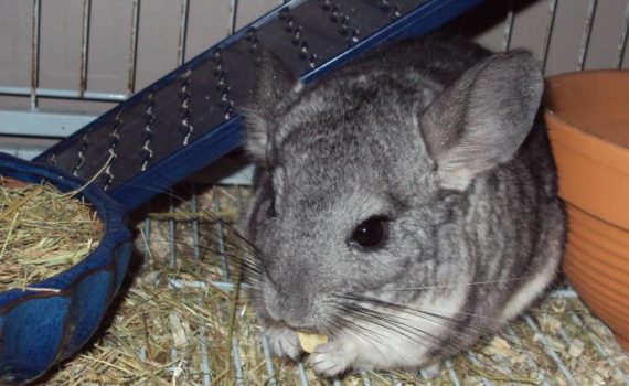 Les besoins nutritionnels du chinchilla