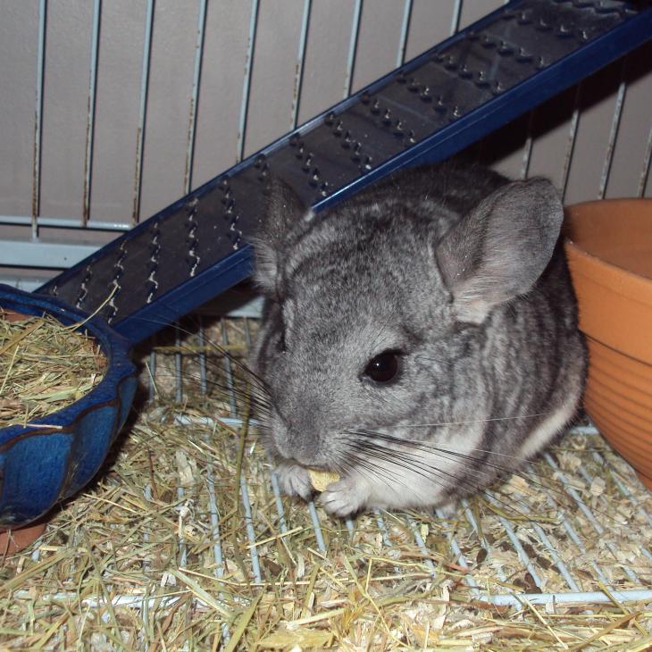 Les besoins nutritionnels du chinchilla