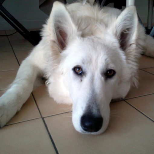 Le chien en appartement